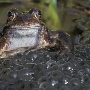 Common frog (Rana temporaria) among mass of frogspawn, Brasschaat, Belgium. March