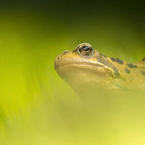Common frog (Rana temporaria) portrait, Broxwater, Cornwall, UK. June