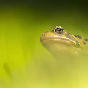 Common Frog Portrait Print, Cornwall Landscape
