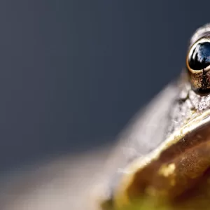 Common frog (Rana temporaria) portrait, close-up of eye, Cornwall, UK
