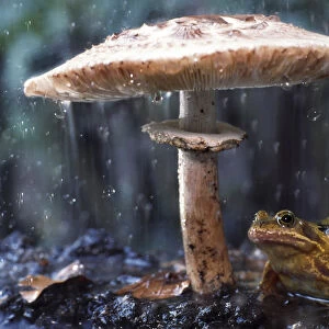Common frog (Rana temporaria) sheltering from rain under toadstool (Macrolepiota