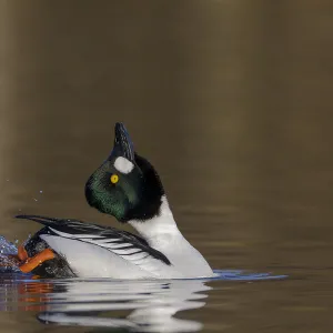 Common goldeneye (Bucephala clangula) male performing its mating display. Southern Norway