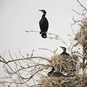 Common / Great cormorant (Phalacrocorax carbo sinensis) in nests in tree, Oosterdijk