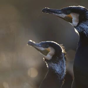 Common / Great cormorant (Phalacrocorax carbo sinensis) profile, Oosterdijk, Enkhuizen