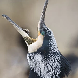 Common / Great cormorant (Phalacrocorax carbo sinensis) calling, Oosterdijk, Enkhuizen
