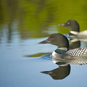 Common / Great Northern Loon (Gavia immer) pair - male in foreground - on lake in Sterling