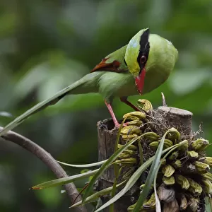 Common green magpie (Cissa chinensis) perched, feeding on fruit in Hong Bung He, Dehong