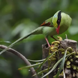 Common green magpie print, perched on a branch Common green magpie print, perched on a branch