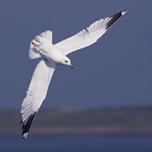 Common gull (Larus canus) diving in flight, Texel, Netherlands, May 2009