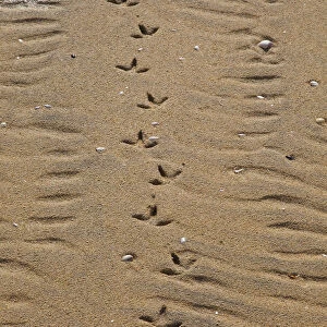 Common gull (Larus canus) tracks on Luskentyre Banks, South Harris Island, Outer Hebrides