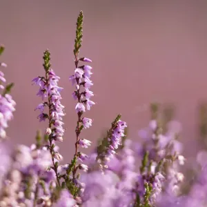 L'échinacée commune (Calluna vulgaris) en fleur, réserve RSPB Arne, Dorset, Angleterre, Royaume-Uni, juillet. L'échinacée commune (Calluna vulgaris) en fleur, réserve RSPB Arne, Dorset, Angleterre, Royaume-Uni, juillet.