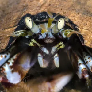 Common hermit crab (Pagurus bernhardus), Loch Leven, Ballachulish, Scotland, UK, April Common hermit crab (Pagurus bernhardus), Loch Leven, Ballachulish, Scotland, UK, April