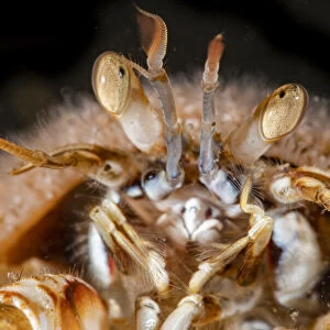 Common hermit crab (Pagurus bernhardus) with Snail fur (Hydractinia echinata) growing on its shell, close up, Ronas Voe, Shetland, Scotland, North Atlantic Ocean, UK