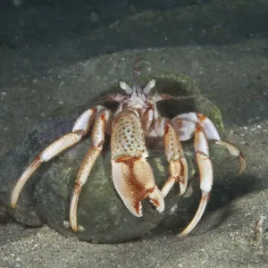 Common Hermit Crab (Pagurus bernhardus) Bouley Bay, Jersey, British Channel Islands Common Hermit Crab (Pagurus bernhardus) Bouley Bay, Jersey, British Channel Islands
