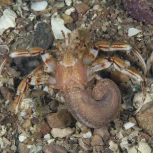 Granchio eremita comune (Pagurus bernhardus) Baia di Bouley, Jersey, Isole del Canale Britannico. Granchio eremita comune (Pagurus bernhardus) Baia di Bouley, Jersey, Isole del Canale Britannico.