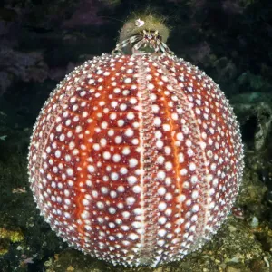 Common hermit crab (Pagurus bernhardus) crawling on top of Common sea urchin Common hermit crab (Pagurus bernhardus) crawling on top of Common sea urchin