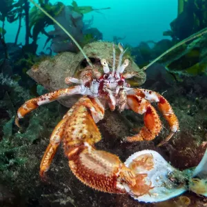 Common hermit crab feeding on a Flame shell in kelp forest Print Common hermit crab feeding on a Flame shell in kelp forest Print