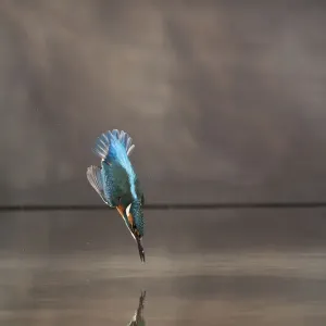 Common kingfisher (Alcedo atthis) diving into water hunting, Balatonfuzfo, Hungary