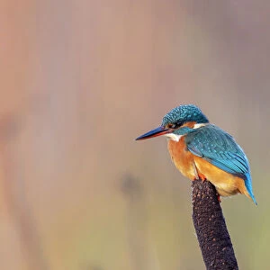 Common kingfisher (Alcedo atthis) perched on a bulrush, Devpm, UK, November