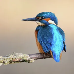 Print of a resting Common Kingfisher male in Dorset, UK Print of a resting Common Kingfisher male in Dorset, UK