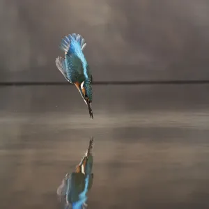 Common kingfisher (Alcedo atthis) diving into water hunting, Balatonfuzfo, Hungary Common kingfisher (Alcedo atthis) diving into water hunting, Balatonfuzfo, Hungary