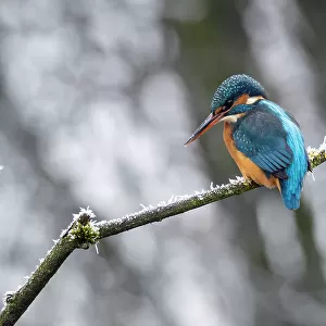 Common kingfisher (Alcedo atthis) female, perched on frosty branch in winter, Bavaria, Germany. January