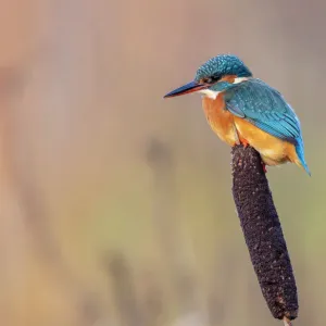 Common kingfisher print, perched on a bulrush Common kingfisher print, perched on a bulrush