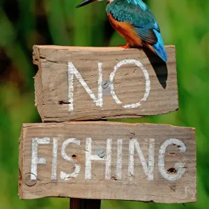 Common kingfisher print on a UK no fishing sign Common kingfisher print on a UK no fishing sign
