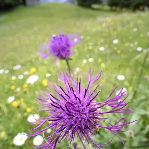 Centaurea nigra (cicoria nera) in prato alpino antico con capanna. In lontananza, Tirolo del Nord. Centaurea nigra (cicoria nera) in prato alpino antico con capanna. In lontananza, Tirolo del Nord.