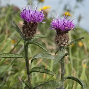 Common knapweed (Centaurea nigra) Sark, British Channel islands, September