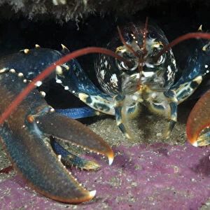 Common Lobster (Homarus gammarus), in a rock crevice, Lundy Island Marine Conservation Zone