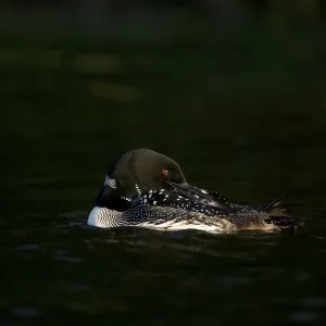 Print of Common loon in breeding plumage preening at sunset Print of Common loon in breeding plumage preening at sunset