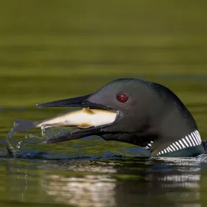 Common Loon (Gavia immer) adult in breeding plumage swallowing a large fish, Michigan Common Loon (Gavia immer) adult in breeding plumage swallowing a large fish, Michigan