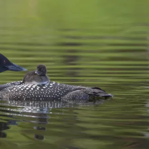 Common loon (Gavia immer) carrying chick on its back. British Columbia, Canada. June