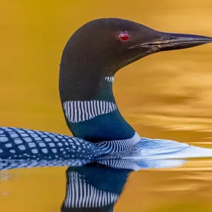 Common Loon Print, Lake Michigan Scene Common Loon Print, Lake Michigan Scene