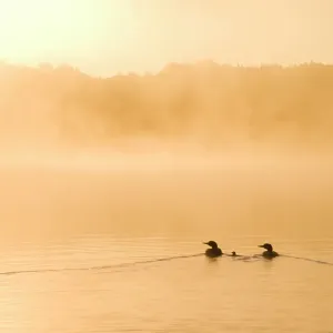 Les plongeons huard (Gavia immer), deux adultes et poussin nageant sur un lac brumeux à l'aube, Michigan, États-Unis. Juin. Les plongeons huard (Gavia immer), deux adultes et poussin nageant sur un lac brumeux à l'aube, Michigan, États-Unis. Juin.
