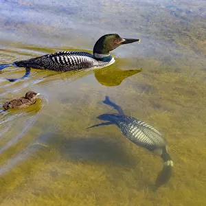 Common Loons (Gavia immer) one diving underwater, Michigan, USA. June