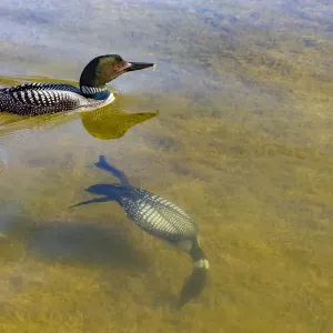 Les Grands Hérons huppés (Gavia immer) en plongeon sous l'eau, Michigan, États-Unis. Juin. Les Grands Hérons huppés (Gavia immer) en plongeon sous l'eau, Michigan, États-Unis. Juin.