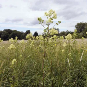 Common meadow-rue (Thalictrum flavum), locally rare plant, Chertsey Meads, Surrey