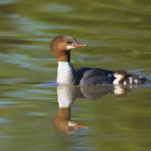 Common merganser (Mergus merganser) adult female swimming with duckling, Lansing Common merganser (Mergus merganser) adult female swimming with duckling, Lansing