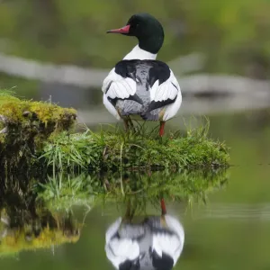 Common merganser (Mergus merganser) male on a moss covered log. Olympic National Park, Washington Common merganser (Mergus merganser) male on a moss covered log. Olympic National Park, Washington