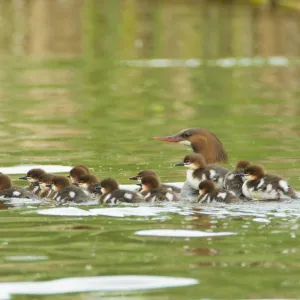 Common mergansers (Mergus merganser) family, female swimming with seventeen ducklings