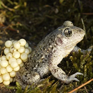 Common midwife toad (Alytes obstetricans), male toad carrying eggs, Vaucluse, France