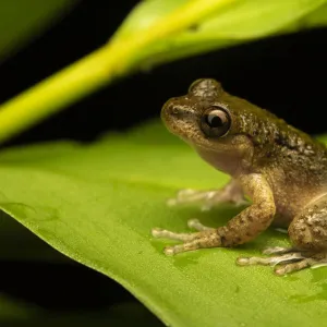 Common mist frog (Litoria rheocola) sitting on a leaf at night, Wet Tropics World Heritage area, Queensland, Australia