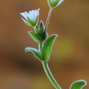 La cerastio holósteoide (Cerastium holosteoides) en flor, Dorset, Reino Unido. Mayo. La cerastio holósteoide (Cerastium holosteoides) en flor, Dorset, Reino Unido. Mayo.