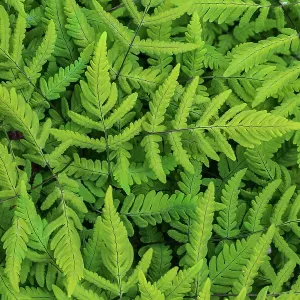 Common oak fern (Gymnocarpium dryopteris) leaves. Monmouthshire, Wales, UK. May Common oak fern (Gymnocarpium dryopteris) leaves. Monmouthshire, Wales, UK. May