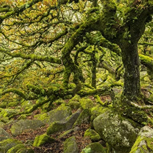Common oak (Quercus robur), Sessile oak (Quercus petraea