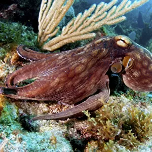 Common octopus (Octopus vulgaris) on a coral reef in The Bahamas. August
