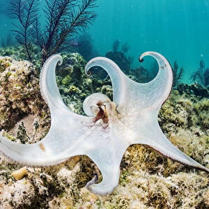 Common octopus (Octopus vulgaris) hunting on a reef off Eleuthera Island, Bahamas