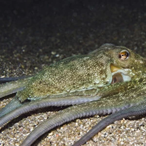 Common octopus (Octopus vulgaris) hunting at night, Elephant Bay, Lavezzi Islands